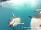 Hrave delfiny zblizka