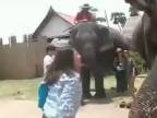 Hladný slon zožral mobil!