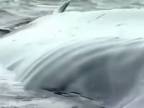 Veľryba dlhá ako kĺbový autobus uviazla na pobreží v New Y