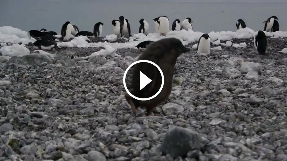 Использование Вибратора Пингвин Видео
