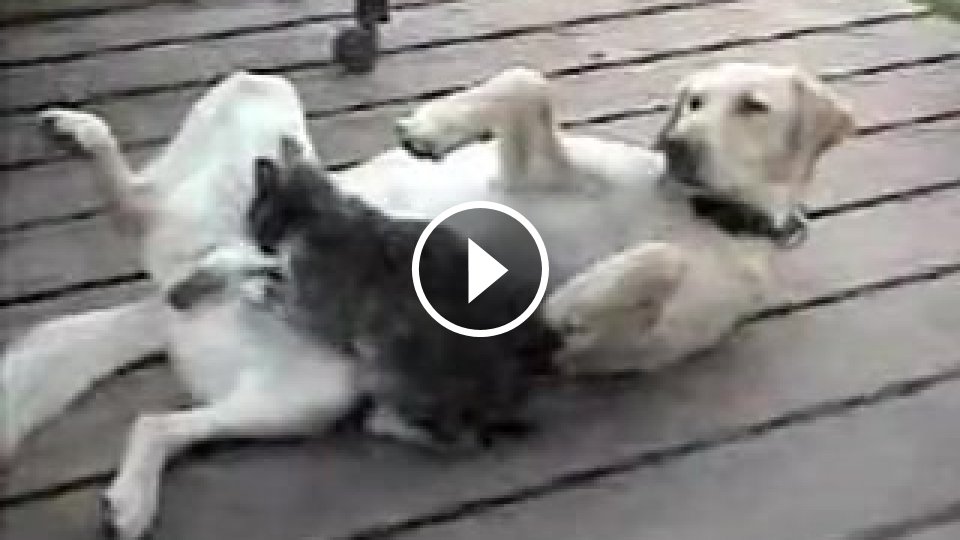 Российские Собачка Секс Видео Неаткирит