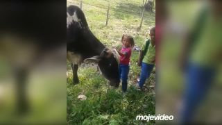 Detičky si osedlali býka