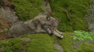 video Svorka vlkov na Šumave