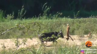 video Keď sa vodný byvol kamaráti s varanom (JAR)