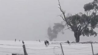 Kengury na snehu (Austrália)