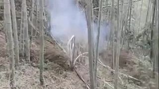 Petarda vs. bambus