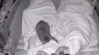Spať s mačkou v posteli? Nie ďakujem!