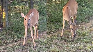 Bambi dostala chuť na živočíšne proteíny