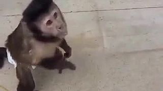 Malú opičku naučil ovládať automat na výdaj nápojov