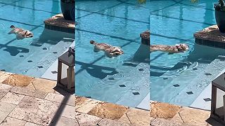 Pozri, veď ten pes v tej vode ani nemusí plávať!