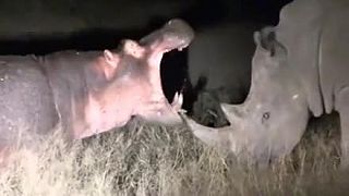 Hroch si myslel, že nosorožce sa ho budú báť