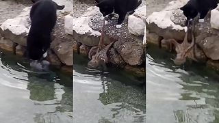 Mačka dostala chuť na chobotnicu