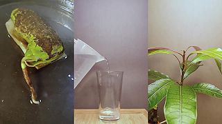 Vypestovanie mangovníku zo semena zrýchlene