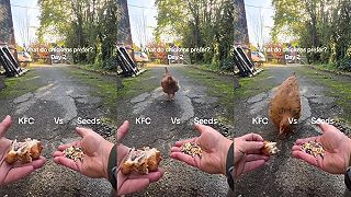 Dáš si kura z KFC, alebo semienka?