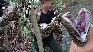 Chceš loviť na Floride pytónov barmských? Musíš rátať s pohryznutiami!