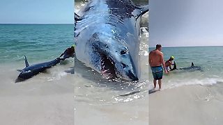 Na pláži uviazol veľký žralok mako, ľudia mu ale pomohli späť do vody