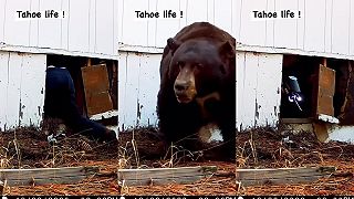Musím toho medveďa spod domu nejak vyduriť! (jazero Tahoe)