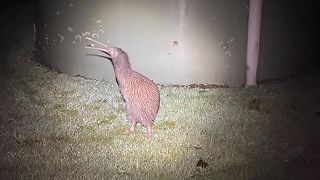 Aké zvuky vydáva vták KIVI, národná ikona Nového Zélandu?