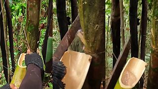 Ak potrebujete nájsť pitnú vodu v džungli, skrýva sa v bambusoch