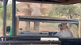 Strážca v džípe si chcel zmerať sily s urasteným slonom, ľudia v aute panikárili