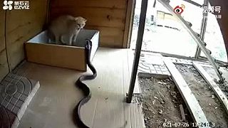 Mačka sa nedala, keď na ňu zaútočila kobra (Čína)