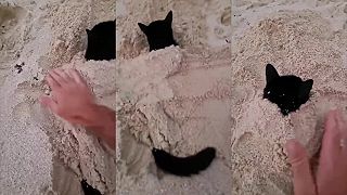 Mačke piesok vôbec neprekáža