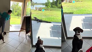 Keď aligátor zapne forsáž (Florida)
