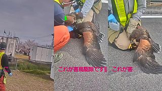 Japonskí sokoliari lovia vrany, ktoré ohrozujú hniezdením elektrickú sieť