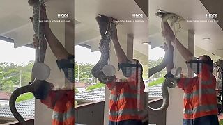 Lovkyňa hadov okrem dlhého hada vytiahla zo stropu aj prekvapenie (Austrália)
