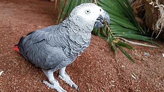 Papagáj šedý (Psittacus) v Jungle parku Tenerife