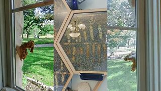 Muž má v dome priehľadné včelie úle