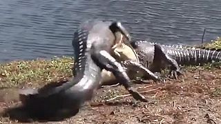 Keď aligátory bojujú o teritórium (Florida)