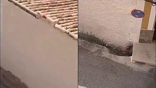 video Pán má pred býkom vlastnú skrýšu