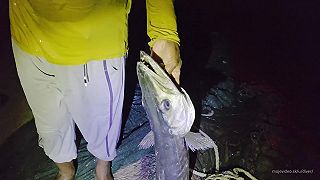 video Miestni chytajú v Emirátoch ryby pomocou sietí, občas chytia aj niečo väčšie 4K