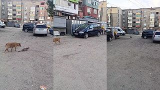 video Sídliskové hry o prežitie: Kto loví koho?