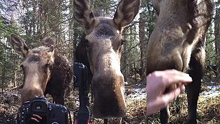video Fotografa prišiel pozrieť obrovský los, dokonca sa mu dal aj pohladiť