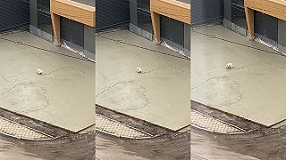 video Pes zanechal okrem stôp v čerstvom betóne aj vizitku