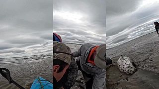 video Kajakári zachránili uviaznutú bieluhu