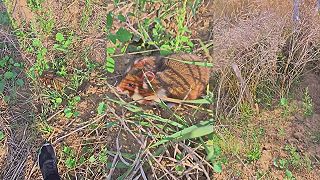 video A kuwa chomik (škrečok) gryže!