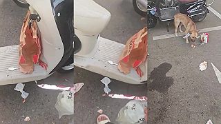 video Veď tu som mal predsa jedlo!?