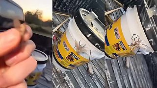 video Ovad už žiadneho koňa cicať nebude, skončil v sieti veľkého pavúka