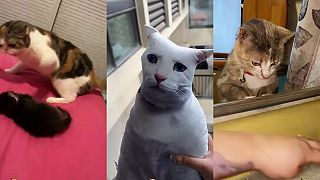 video Krátka zábavná kompilácia s mačkami