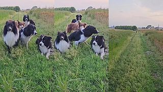 video Taliana poslúchajú psy na slovo