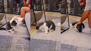 video Ten vták sa nezdá, mačke zasadil nečakaný úder!