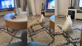 video Niečo zo života so psom v byte (NECHUTNÉ)