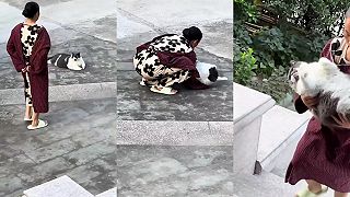 video Náš kocúr Garfield už dosiahol jatočnú hmotnosť!