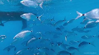 video Paklené ostrovy sú skvostom Chorvátsa - krištáľovo čistá voda a húfy rýb 4K