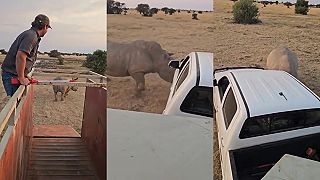 video Vypustenie veľkého nosorožca späť do prírody nešlo celkom hladko