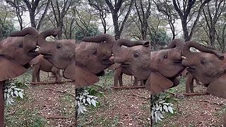 video Slony sa vedia bozkávať?