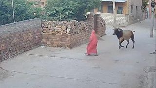 video V Jodhpure zaútočil býk na ženu, skončila so zranenou hlavou (DRSNÉ ZÁBERY)